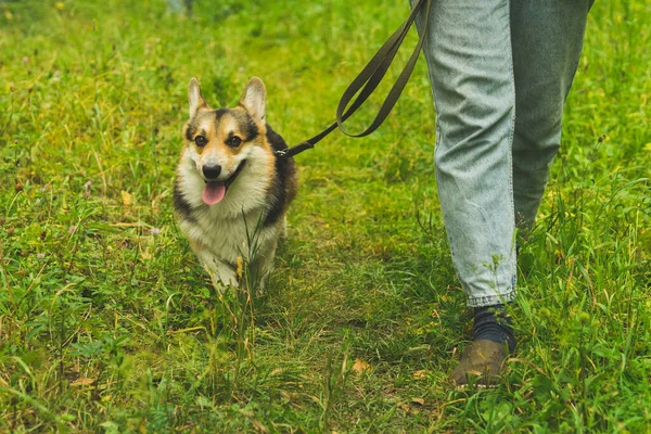 Pembroke Welsh Corgi yaz yürüyüşüne çıkmış, sahibinin yanına park etmiş. Corgi gülümsüyor. Yüksek kalite fotoğraf.
