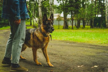  Alman çoban köpeği yazın ormanda yürür.