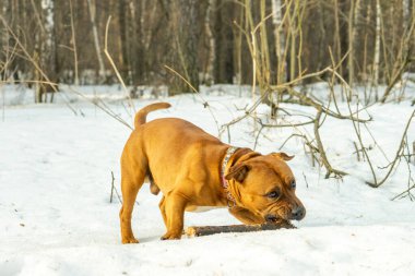 American Staffordshire Bej Teriyeri, turuncu tonu