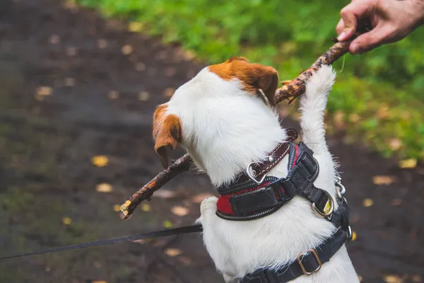 Jack Russell terrier untuk berjalan-jalan di hutan — Stok Foto