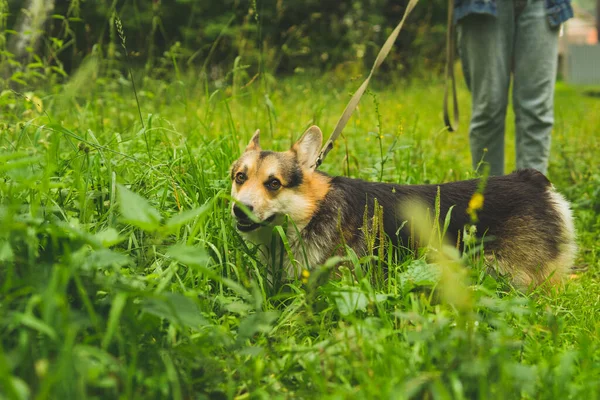 Corgi galês pembroke sorri e fica na grama de verão — Fotografia de Stock