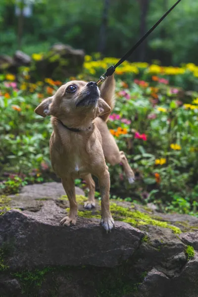 Bej renkli chihuahua köpeği yaz ormanlarında metresiyle yürüyor. — Stok fotoğraf