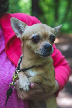 Bej renkli chihuahua köpeği yaz ormanlarında metresiyle yürüyor.