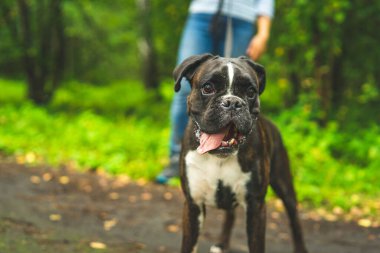 Boksör köpeği sahibiyle yürüyüşe çıktı..