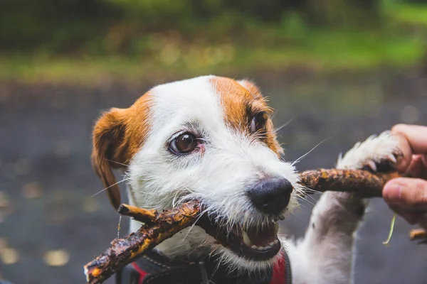 Jack Russell terrier untuk berjalan-jalan di hutan — Stok Foto