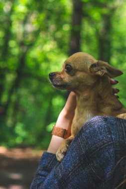 Bej renkli chihuahua köpeği yaz ormanlarında metresiyle yürüyor.