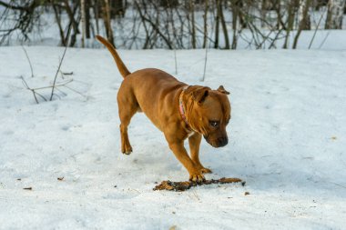 American Staffordshire Bej Teriyeri, turuncu tonu