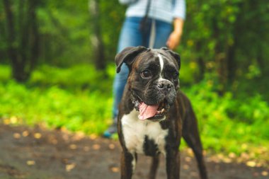 Boksör köpeği sahibiyle yürüyüşe çıktı..