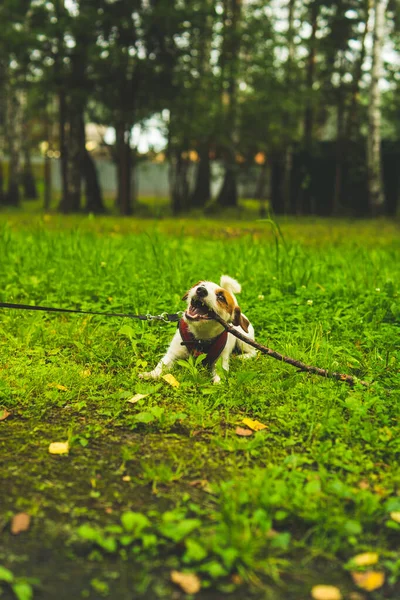 Jack Russell terrier untuk berjalan-jalan di hutan — Stok Foto