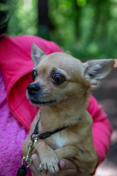 Bej renkli chihuahua köpeği yaz ormanlarında metresiyle yürüyor.