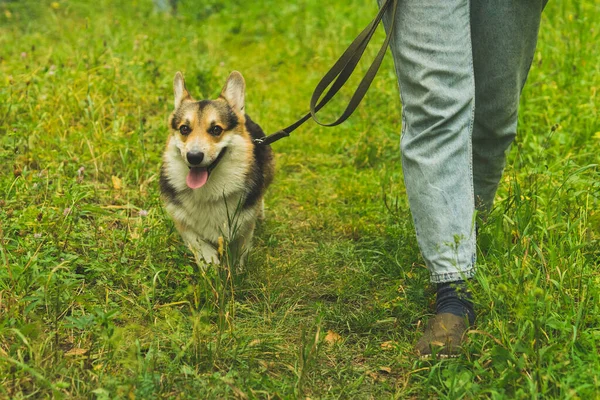 Pembroke welsh corgi on a summer walk in the forest — Stock Photo, Image