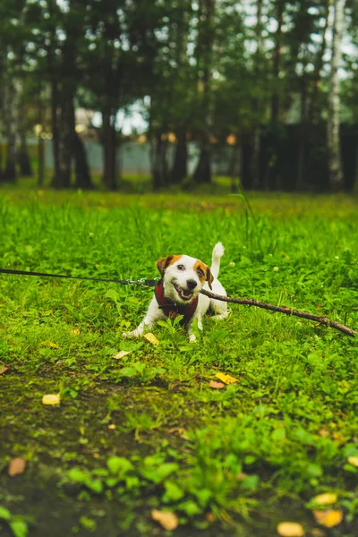 Jack Russell Terrier para dar un paseo por el bosque — Foto de Stock