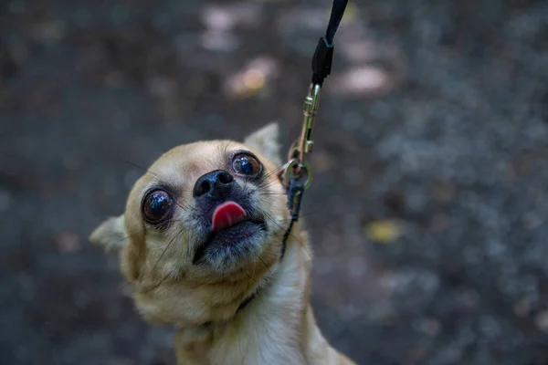 Chihuahua nie chce żyć, zabawne i zabawne zdjęcie — Zdjęcie stockowe