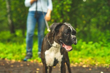 Boksör köpeği sahibiyle yürüyüşe çıktı..