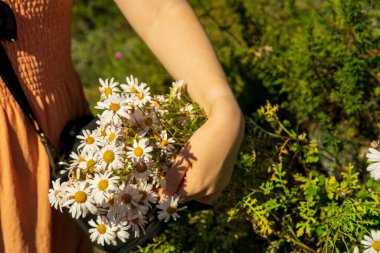 Sahada bir buket papatya tutan bir kız, arka plan, yaz konsepti