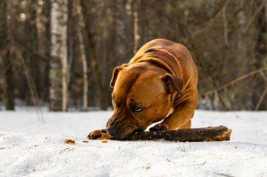 American Staffordshire Bej Teriyeri, turuncu tonu 