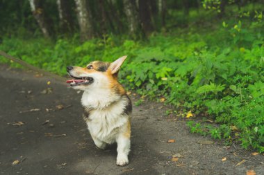 Pembroke Welsh Corgi ormanda yaz yürüyüşüne çıkmış.