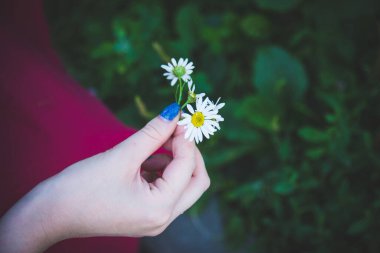 Kız elinde papatya tutuyor. 