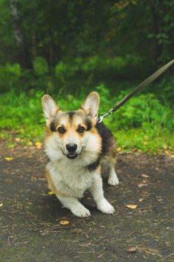 Corgi güler ve yaz çimlerinde yatar. 