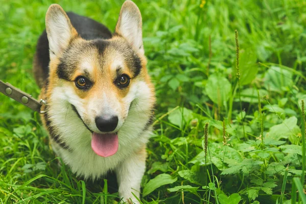 Pembroke Welsh Corgi ormanda yaz yürüyüşüne çıkmış. — Stok fotoğraf