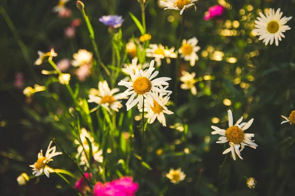 Há muitas margaridas no canteiro de flores. — Fotografia de Stock