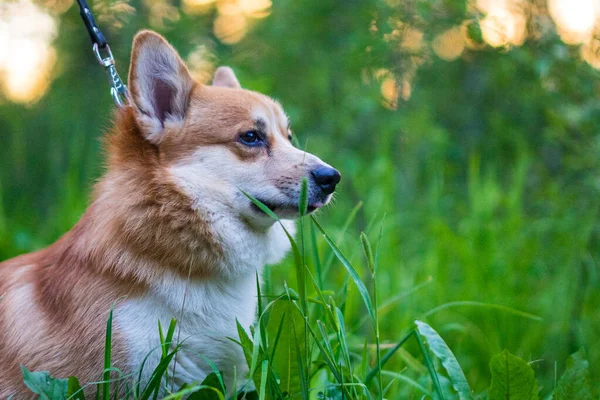 Lindo retrato de perro corgi con espacio de copia — Foto de Stock