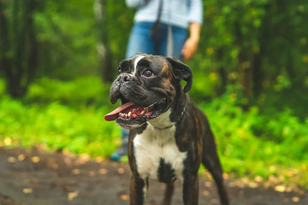 Anjing Boxer untuk berjalan-jalan dengan pemiliknya. — Stok Foto