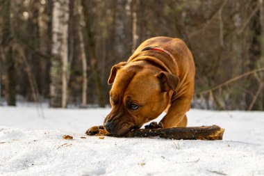 American Staffordshire Bej Teriyeri, turuncu tonu 