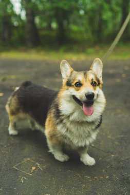 Corgi güler ve yaz çimlerinde yatar. 