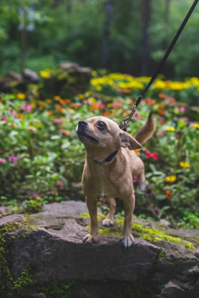 Bej renkli chihuahua köpeği yaz ormanlarında metresiyle yürüyor.