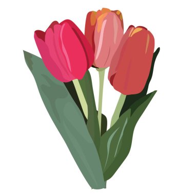 Bir buket lale, bahar çiçekleri. Düğün, doğum günü, 8 Mart, Sevgililer Günü, bayram, yıldönümü, resmi etkinlik, tarih. Vektör stok illüstrasyonu beyaz arkaplanda izole edildi.