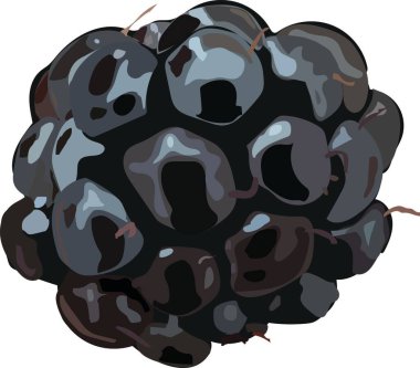 Olgun sulu böğürtlen bahçesi. Vektör stok illüstrasyonu beyaz arkaplanda izole edildi.