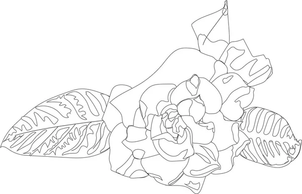 Цветок Гартении Стиле Каракулей Векторный Инвентарь Белом Фоне Украшений Открыток — стоковый вектор