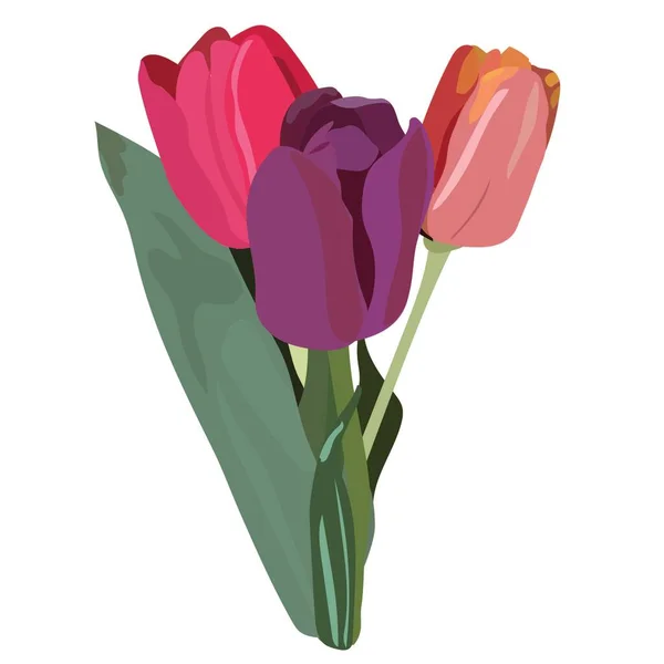 Bouquet Tulips Spring Flowers Illustration Wedding Birthday March Valentine Day — Stock Vector