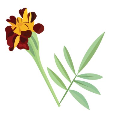 Turuncu takvim, çiçek, Meksika Ölüler Günü 'nün sembolü. Vektör stok illüstrasyonu beyaz arkaplanda izole edildi.