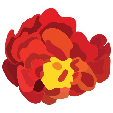 Turuncu takvim, çiçek, Meksika Ölüler Günü 'nün sembolü. Vektör stok illüstrasyonu beyaz arkaplanda izole edildi.