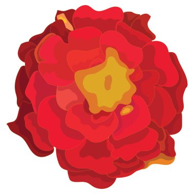 Turuncu takvim, çiçek, Meksika Ölüler Günü 'nün sembolü. Vektör stok illüstrasyonu beyaz arkaplanda izole edildi.