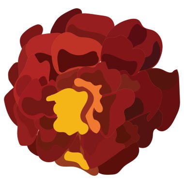 Turuncu takvim, çiçek, Meksika Ölüler Günü 'nün sembolü. Vektör stok illüstrasyonu beyaz arkaplanda izole edildi.