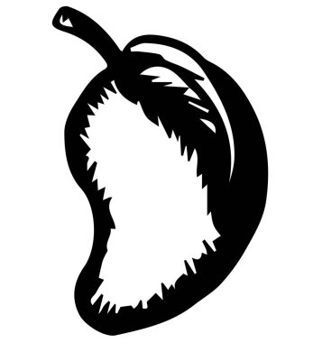 Mango meyvesi karalama tarzında, elle çizilmiş. Vektör illüstrasyonu beyaz arkaplanda izole edildi.