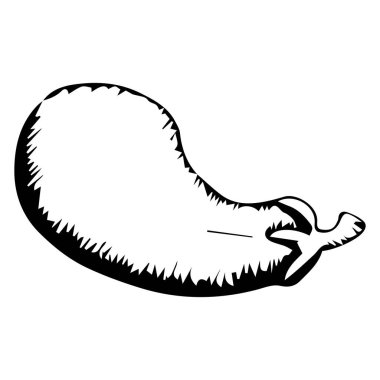 Patlıcan sebzesi. Grafikler. El çizimi. Vektör illüstrasyonu beyaz arkaplanda izole edildi.