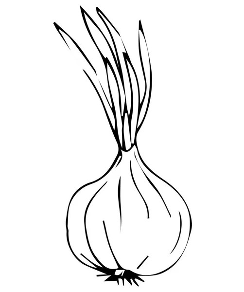 Κρεμμύδι Ζωγράφισε Χέρι Εικονογράφηση Διανύσματος Απομονωμένη Λευκό Φόντο — Διανυσματικό Αρχείο