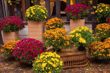 Sonbaharda evin yanında, bahçenin yanında güzel, parlak, kasımpatı çiçekleri vardı.