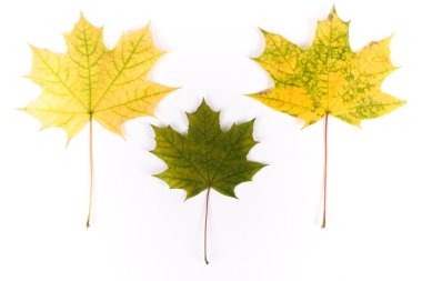 Beyaz arkaplanda izole edilmiş renkli sonbahar akçaağaç yaprağı
