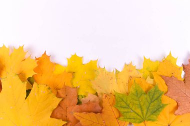 Beyaz arka planda sarı akçaağaç yapraklı sonbahar kompozisyonu. Fotokopi alanı olan güzel bir sonbahar arkaplanı. Düz konum, üst görünüm, kopyalama alanı