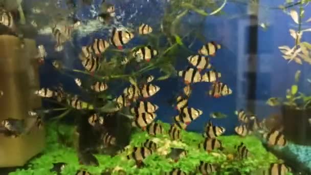 Una Bandada Peces Pequeños Acuario Peces Sobre Fondo Las Plantas — Vídeos de Stock