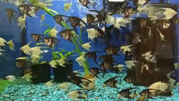 水槽の中の小さな魚の群れ水生植物を背景にした魚 — ストック動画