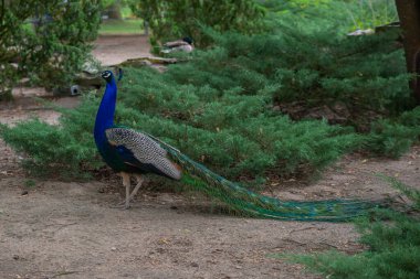 Güzel bir tavus kuşu. Şık kuyruklu. Sokakta, parkta ya da yazın bahçede yürüyor.