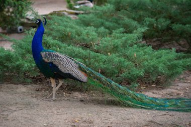 Yazın güzel bir kuş parkta ya da bahçede dolaşır.