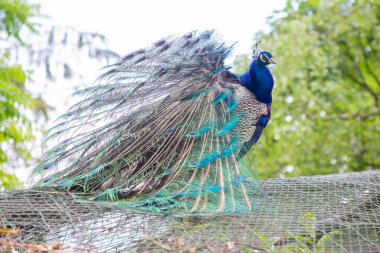 Yazın güzel bir kuş parkta ya da bahçede dolaşır.