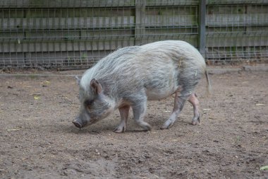 Yaban domuzu doğada yürür ve yer. Bahçedeki domuz.